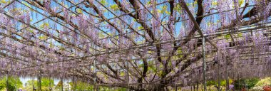 Güzel tam çiçeklenme Mor Dev Mucize Wisteria çiçek trellis. Ashikaga Çiçek Parkı Büyük Wisteria Festivali, Tochigi prefecture, Japonya'da ünlü seyahat hedef