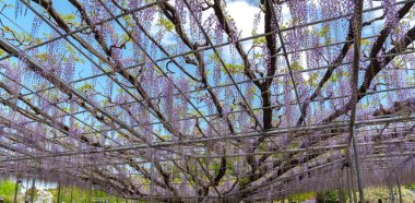Güzel tam çiçeklenme Mor Dev Mucize Wisteria çiçek trellis. Ashikaga Çiçek Parkı Büyük Wisteria Festivali, Tochigi prefecture, Japonya'da ünlü seyahat hedef