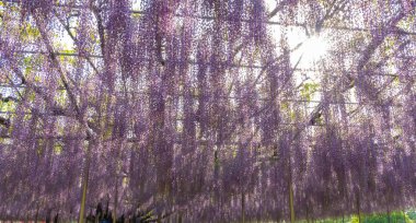 Güzel tam çiçeklenme Mor Dev Mucize Wisteria çiçek trellis. Ashikaga Çiçek Parkı Büyük Wisteria Festivali, Tochigi prefecture, Japonya'da ünlü seyahat hedef