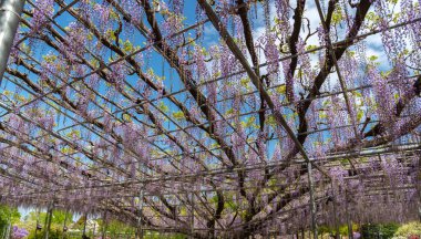 Güzel tam çiçeklenme Mor Dev Mucize Wisteria çiçek trellis. Ashikaga Çiçek Parkı Büyük Wisteria Festivali, Tochigi prefecture, Japonya'da ünlü seyahat hedef
