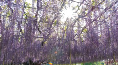 Güzel tam çiçeklenme Mor Dev Mucize Wisteria çiçek trellis. Ashikaga Çiçek Parkı Büyük Wisteria Festivali, Tochigi prefecture, Japonya'da ünlü seyahat hedef