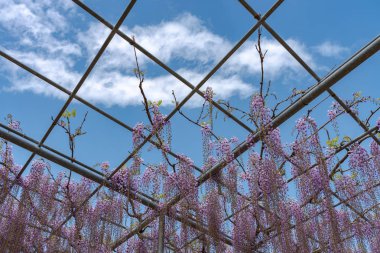 Güzel tam çiçeklenme Mor Dev Mucize Wisteria çiçek trellis. Ashikaga Çiçek Parkı Büyük Wisteria Festivali, Tochigi prefecture, Japonya'da ünlü seyahat hedef