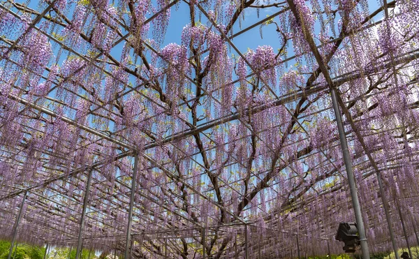 美しい満開の紫の巨大な奇跡の花のトレリス 栃木県足利フラワーパークの大藤まつり — ストック写真