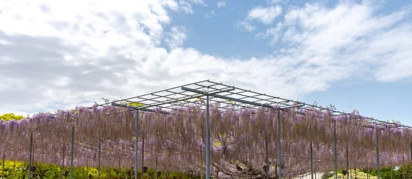 美しい満開の紫の巨大な奇跡の花のトレリス 栃木県足利フラワーパークの大藤まつり — ストック写真