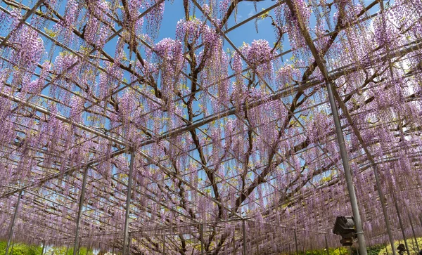 美しい満開の紫の巨大な奇跡の花のトレリス 栃木県足利フラワーパークの大藤まつり — ストック写真