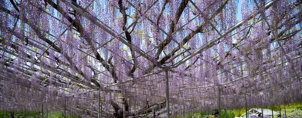 Piękne Pełne Kwitnące Purple Giant Miracle Wisteria Kwitnąć Trellis Great — Zdjęcie stockowe