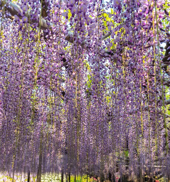 Piękne Pełne Kwitnące Purple Giant Miracle Wisteria Kwitnąć Trellis Great — Zdjęcie stockowe