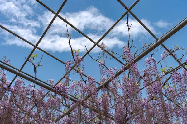 Güzel tam çiçeklenme Mor Dev Mucize Wisteria çiçek trellis. Ashikaga Çiçek Parkı Büyük Wisteria Festivali, Tochigi prefecture, Japonya'da ünlü seyahat hedef
