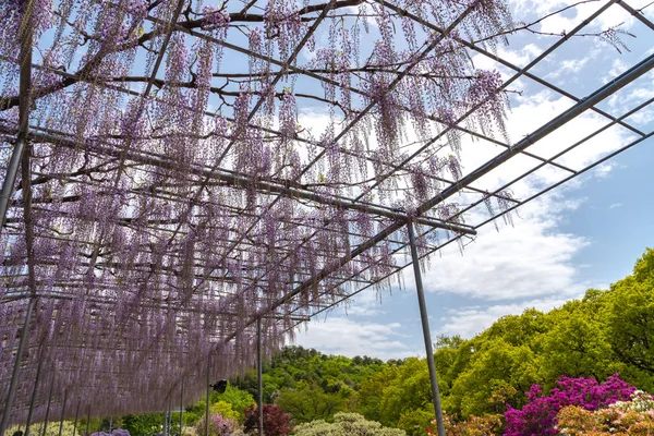 美しい満開の紫の巨大な奇跡の花のトレリス 栃木県足利フラワーパークの大藤まつり — ストック写真