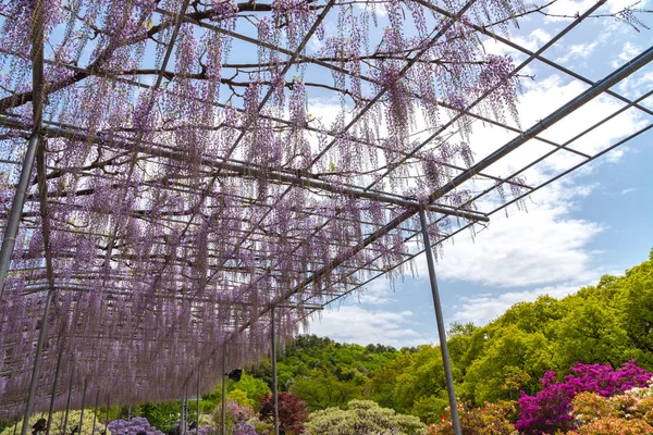 Linda Flor Cheia Purple Giant Miracle Wisteria Flor Treliça Grande — Fotografia de Stock