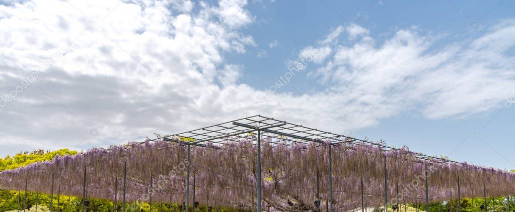 Beautiful full blooming Purple Giant Miracle Wisteria blossom trellis. The Great Wisteria Festival in Ashikaga Flower Park, Tochigi prefecture, Famous travel destination in Japan