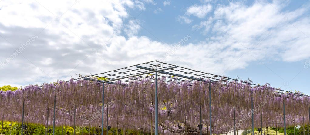 Beautiful full blooming Purple Giant Miracle Wisteria blossom trellis. The Great Wisteria Festival in Ashikaga Flower Park, Tochigi prefecture, Famous travel destination in Japan