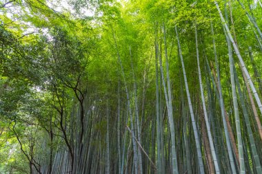 Arashiyama Bambu Grove Zen bahçesi, Arashiyama'da doğal bir bambu ormanı, Kyoto, Japonya