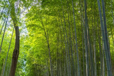 Arashiyama Bambu Grove Zen bahçesi, Arashiyama'da doğal bir bambu ormanı, Kyoto, Japonya