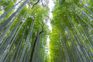 Arashiyama Bambu Grove Zen bahçesi, Arashiyama'da doğal bir bambu ormanı, Kyoto, Japonya