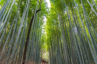 Arashiyama Bambu Grove Zen bahçesi, Arashiyama'da doğal bir bambu ormanı, Kyoto, Japonya