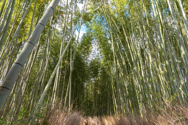 Arashiyama Bamboo Grove Zen garden, a natural forest of bamboo in Arashiyama, Kyoto, Japan