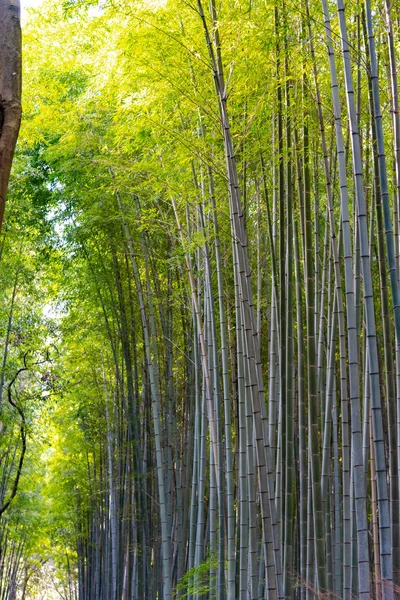 Сад Arashiyama Bamboo Grove Zen Природный Лес Фабу Арашияме Киото — стоковое фото