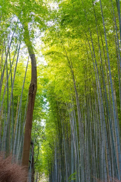 Arashiyama Bambusové Háje Zenská Zahrada Přírodní Les Bambusu Arashiyama Kjóto — Stock fotografie