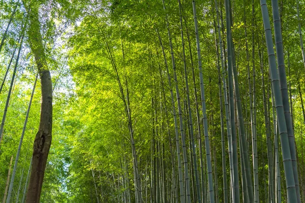 Arashiyama Bamboo Grove Zen garden, a natural forest of bamboo in Arashiyama, Kyoto, Japan
