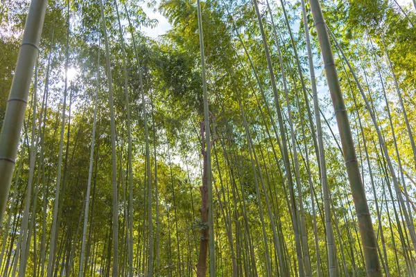 Arashiyama Bamboo Grove Zen Garden Bosque Natural Bambú Arashiyama Kyoto —  Fotos de Stock