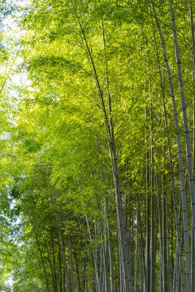 Сад Arashiyama Bamboo Grove Zen Природный Лес Фабу Арашияме Киото — стоковое фото