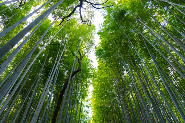 Arashiyama Bamboo Grove Zen Garden Natural Forest Bamboo Arashiyama Kyoto — Stock Photo, Image