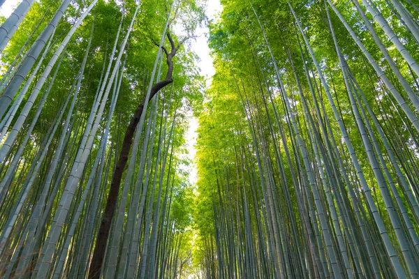 Arashiyama Bambusové Háje Zenská Zahrada Přírodní Les Bambusu Arashiyama Kjóto — Stock fotografie