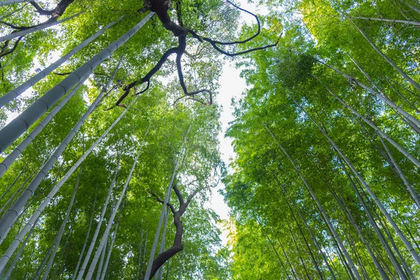 Arashiyama Bambusové Háje Zenská Zahrada Přírodní Les Bambusu Arashiyama Kjóto — Stock fotografie