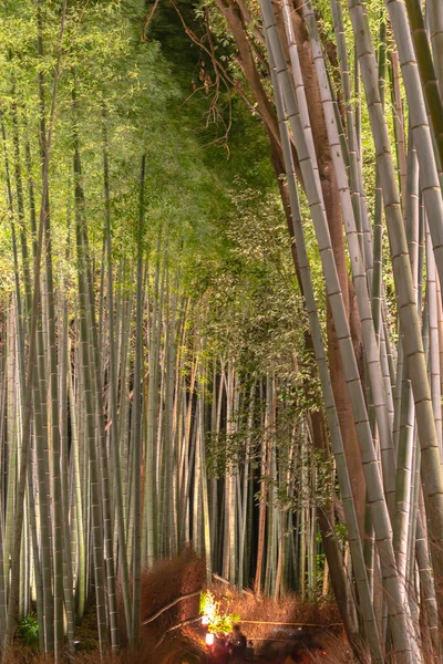 Загорается Ночью Сад Arashiyama Bamboo Grove Zen Природный Лес Fabboo — стоковое фото