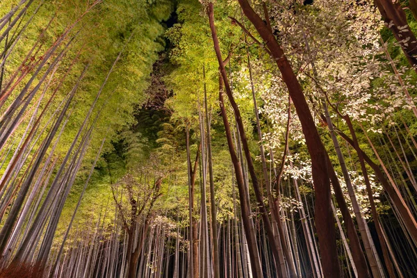 Загорается Ночью Сад Arashiyama Bamboo Grove Zen Природный Лес Fabboo — стоковое фото