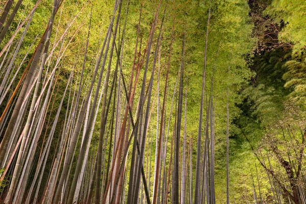 Arashiyama Bambusové Háje Zenská Zahrada Noci Svítí Přírodní Les Bambusu — Stock fotografie