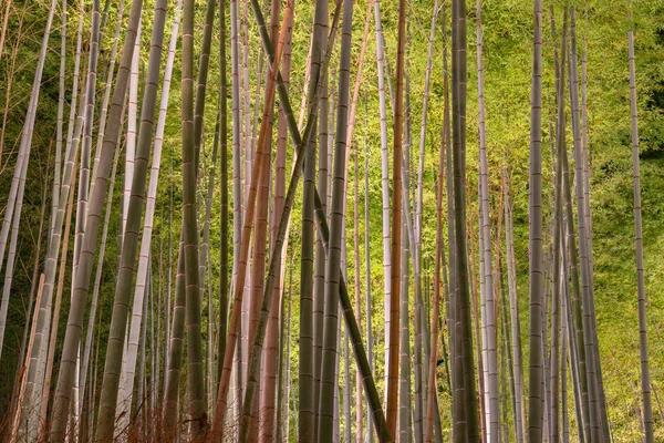 Arashiyama Bambusové Háje Zenská Zahrada Noci Svítí Přírodní Les Bambusu — Stock fotografie