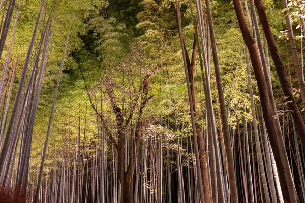 Загорается Ночью Сад Arashiyama Bamboo Grove Zen Природный Лес Fabboo — стоковое фото