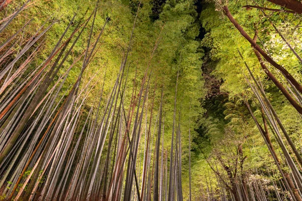 Загорается Ночью Сад Arashiyama Bamboo Grove Zen Природный Лес Fabboo — стоковое фото