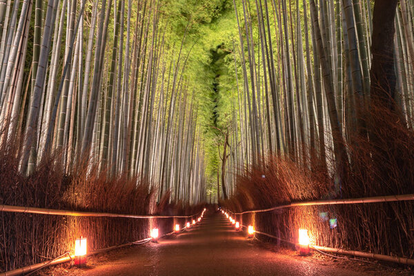 Загорается ночью сад Arashiyama Bamboo Grove Zen, природный лес Fabboo в Арашияме, Киото, Япония
