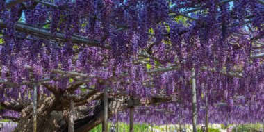 Güzel tam çiçeklenme Mor Dev Çift çiçekli Wisteria çiçeği trellis. Ashikaga Çiçek Parkı Büyük Wisteria Festivali, Ünlü seyahat hedef.