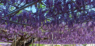 Güzel tam çiçeklenme Mor Dev Çift çiçekli Wisteria çiçeği trellis. Ashikaga Çiçek Parkı Büyük Wisteria Festivali, Ünlü seyahat hedef.