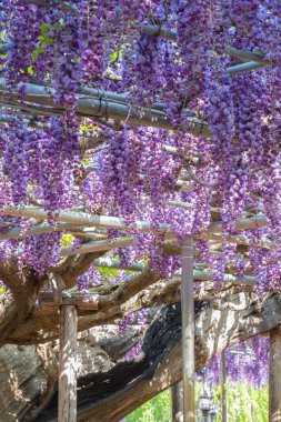 Güzel tam çiçeklenme Mor Dev Çift çiçekli Wisteria çiçeği trellis. Ashikaga Çiçek Parkı Büyük Wisteria Festivali, Ünlü seyahat hedef.