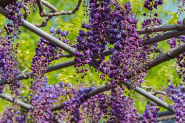 Güzel tam çiçeklenme Mor Dev Çift çiçekli Wisteria çiçeği trellis. Ashikaga Çiçek Parkı Büyük Wisteria Festivali, Ünlü seyahat hedef.