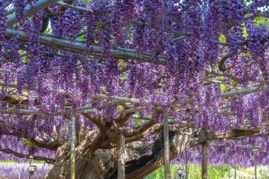 Güzel tam çiçeklenme Mor Dev Çift çiçekli Wisteria çiçeği trellis. Ashikaga Çiçek Parkı Büyük Wisteria Festivali, Ünlü seyahat hedef.