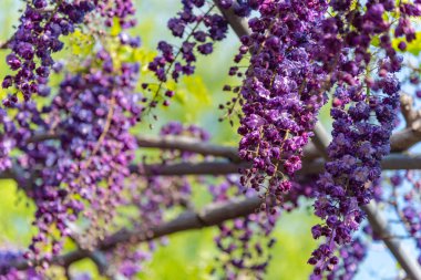 Güzel tam çiçeklenme Mor Dev Çift çiçekli Wisteria çiçeği trellis. Ashikaga Çiçek Parkı Büyük Wisteria Festivali, Ünlü seyahat hedef.