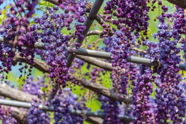Güzel tam çiçeklenme Mor Dev Çift çiçekli Wisteria çiçeği trellis. Ashikaga Çiçek Parkı Büyük Wisteria Festivali, Ünlü seyahat hedef.