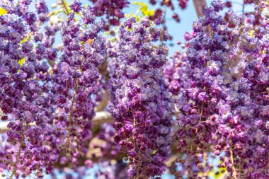 Güzel tam çiçeklenme Mor Dev Çift çiçekli Wisteria çiçeği trellis. Ashikaga Çiçek Parkı Büyük Wisteria Festivali, Ünlü seyahat hedef.