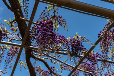Güzel tam çiçeklenme Mor Dev Çift çiçekli Wisteria çiçeği trellis. Ashikaga Çiçek Parkı Büyük Wisteria Festivali, Ünlü seyahat hedef.