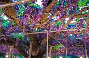 Güzel tam çiçeklenme Mor Dev Çift çiçekli Wisteria çiçeği trellis. Ashikaga Çiçek Parkı Büyük Wisteria Festivali, Ünlü seyahat hedef.