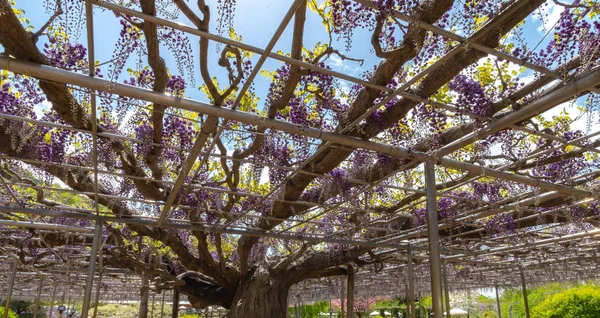 美しい満開紫の巨大な二重花藤の花トレリス 足利フラワーパークの大藤まつり 有名な旅行先 — ストック写真