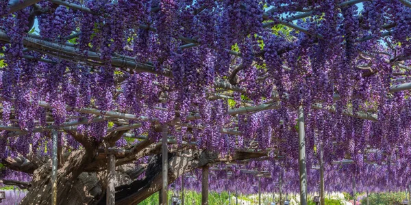 Полностью Цветущий Фиолетовый Гигантский Двуцветник Wisteria Bbsom Trees Большой Фестиваль — стоковое фото