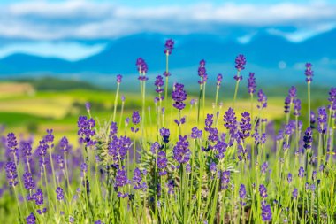 yumuşak odak bulanıklık doğal arka plan ile yaz güneşli bir günde yakın çekim mor Lavanta çiçekleri alan. Furano, Hokkaido, Japonya
