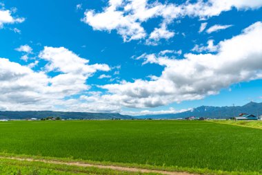 Furano Town, Hokkaido, Japonya yaz güneşli bir günde yeşil alanın güzel görünümü.